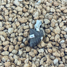 Colgante Meteorito 7- Condrito H6 - Los Vientos 357 - Colección Nebulosa